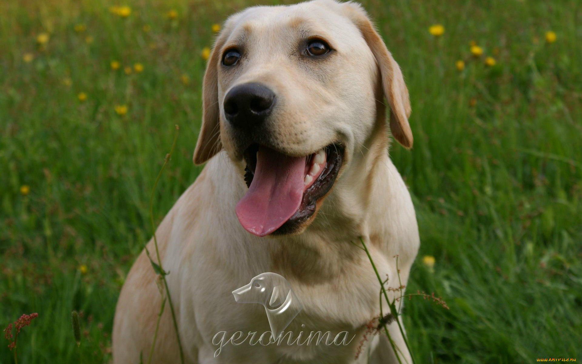 , geronima, , , retriever